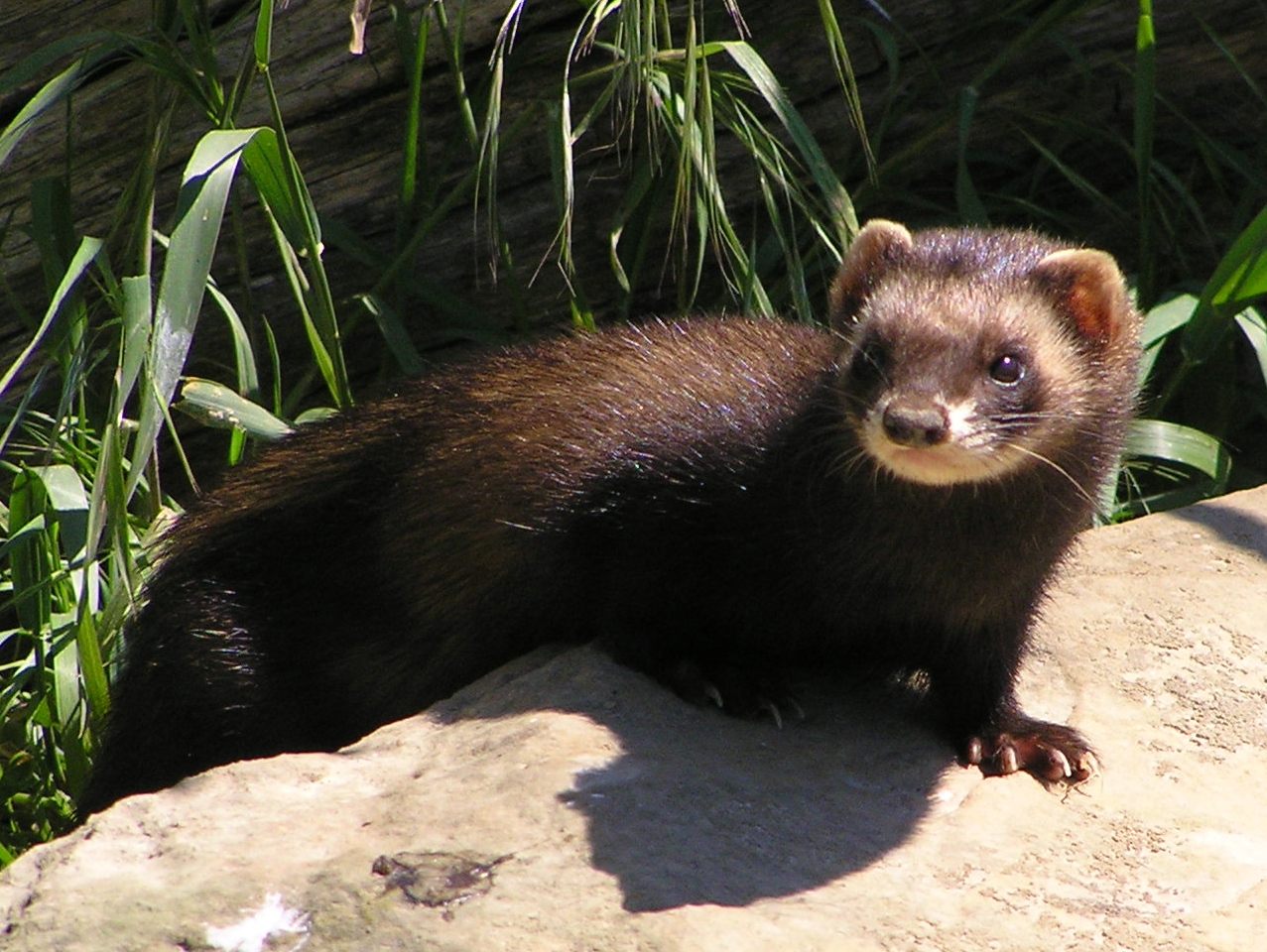 Ferret Or Polecat