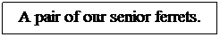 Text Box: A pair of our senior ferrets.
